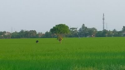 Hamparan Sawah Yang Luas Diwilayah Kecamatan Pebayuran Berkah Karena Tidak Sulit Untuk Mendapatkan Air