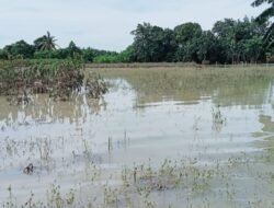 Banjir Satu Malam, Derita Panjang Petani Kp.Bojong Poncol