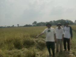 Ketua Gapoktan Desa Bantarjaya Tinjau Langsung Lokasi Pencurian Padi Sebelum Panen