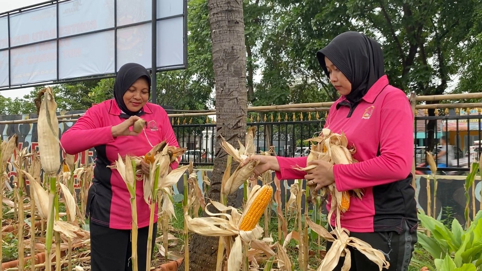 Brimob Polda Metro Dukung Program Ketahanan Pangan Lewat Panen Jagung dan Aksi Bersih Lingkungan