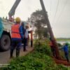 Respon Cepat Petugas PLN Tangani Pohon Tumbang Timpa Jaringan 20 KVA di Pebayuran