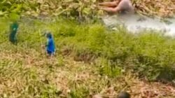 Harukan Hati, Bhabinkamtibmas Pebayuran Aiptu Acep Turun Langsung Bersihkan Eceng Gondok Demi Petani