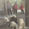 Kanit Intelkam Polsek Pebayuran Aiptu Abdurahman Gerak Cepat Bantu Temukan Kambing Hilang Milik Warga Karangpatri Setalah Dapat Informasi